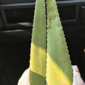 Meet your Posher, Latasha